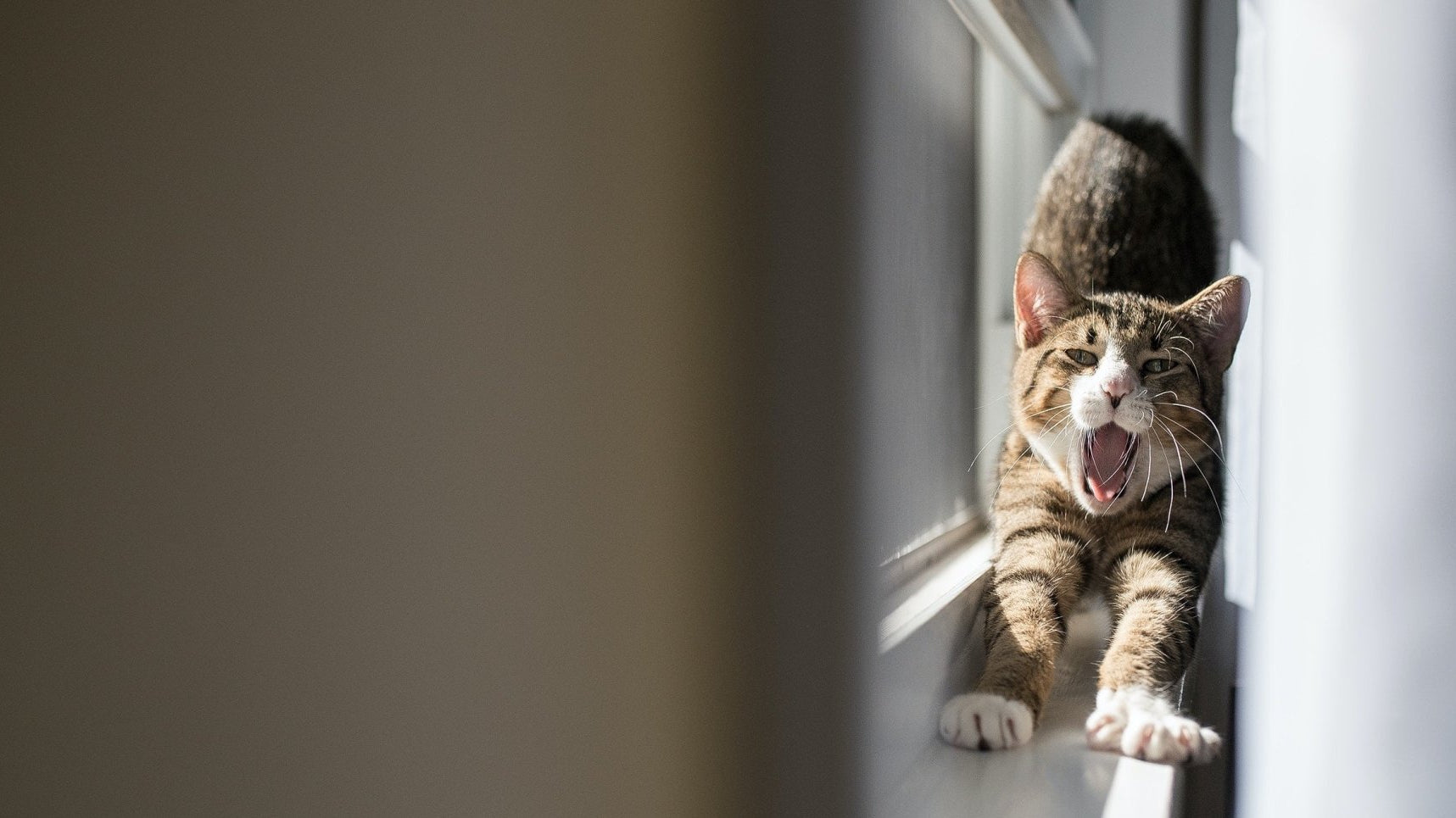 Best Sheer Curtains for Cat Owners - Lumos Curtains
