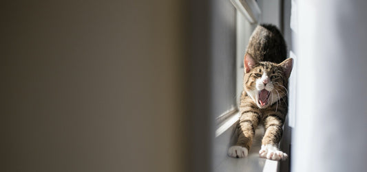 Best Sheer Curtains for Cat Owners - Lumos Curtains