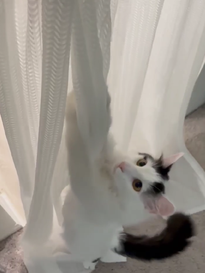 cat scratching the Cat Proof Sheer Curtains