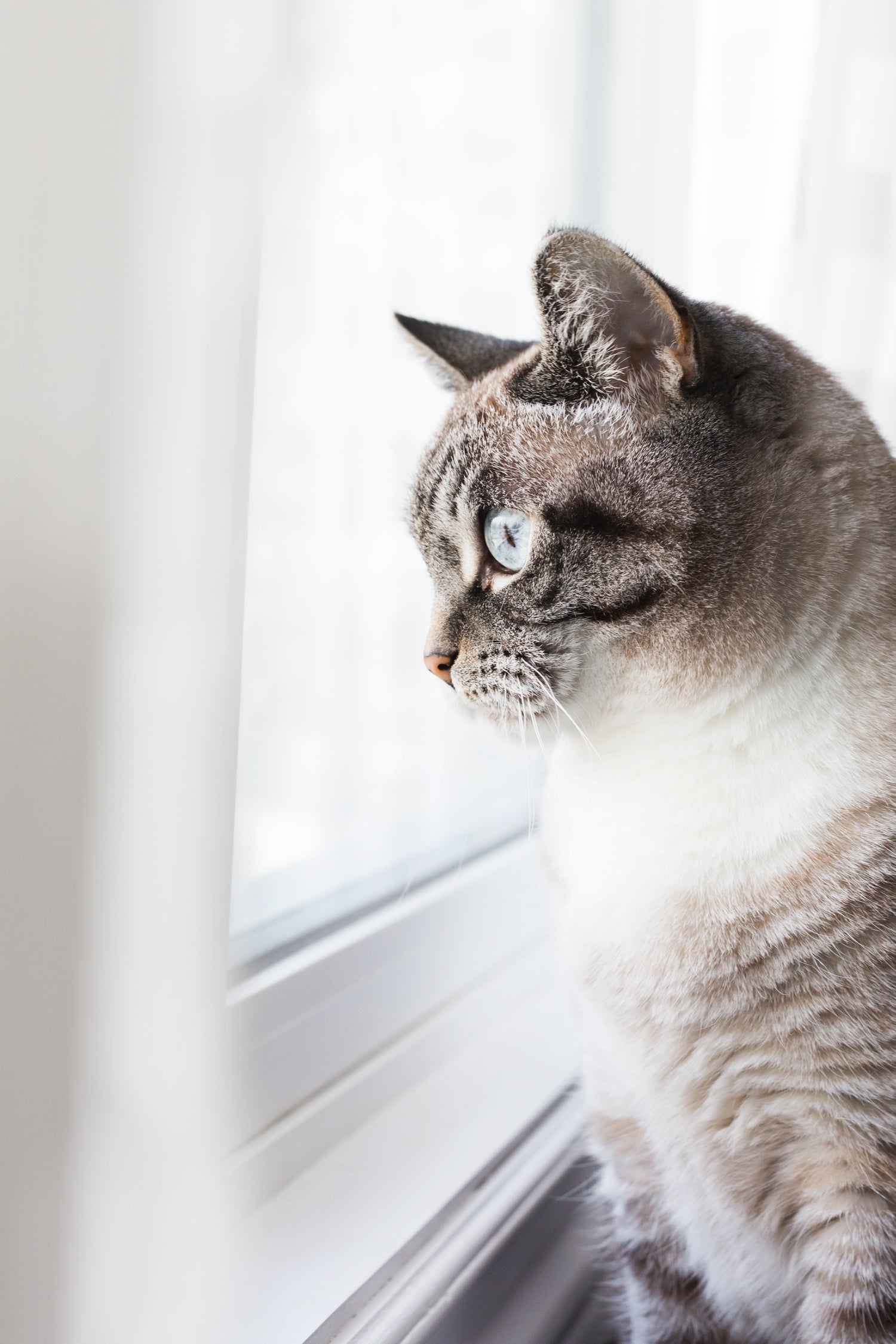 cat friendly curtains scratch proof