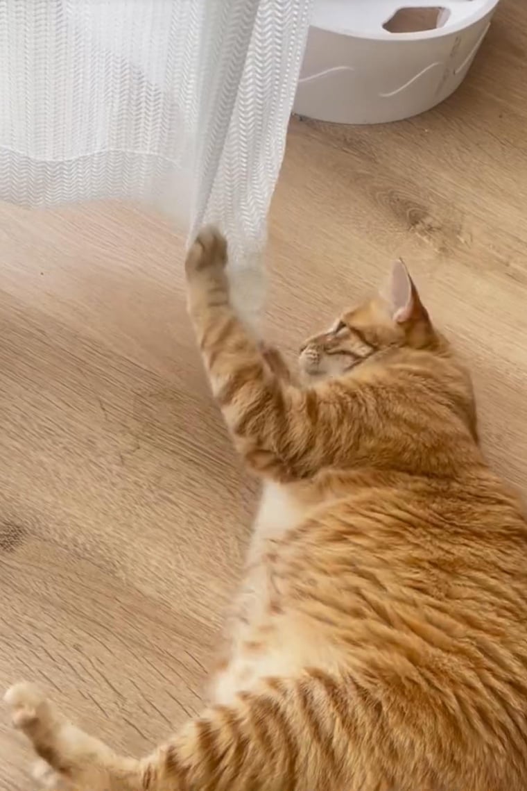 Orange cat playing with the Cat-proof curtains on a wooden floor.