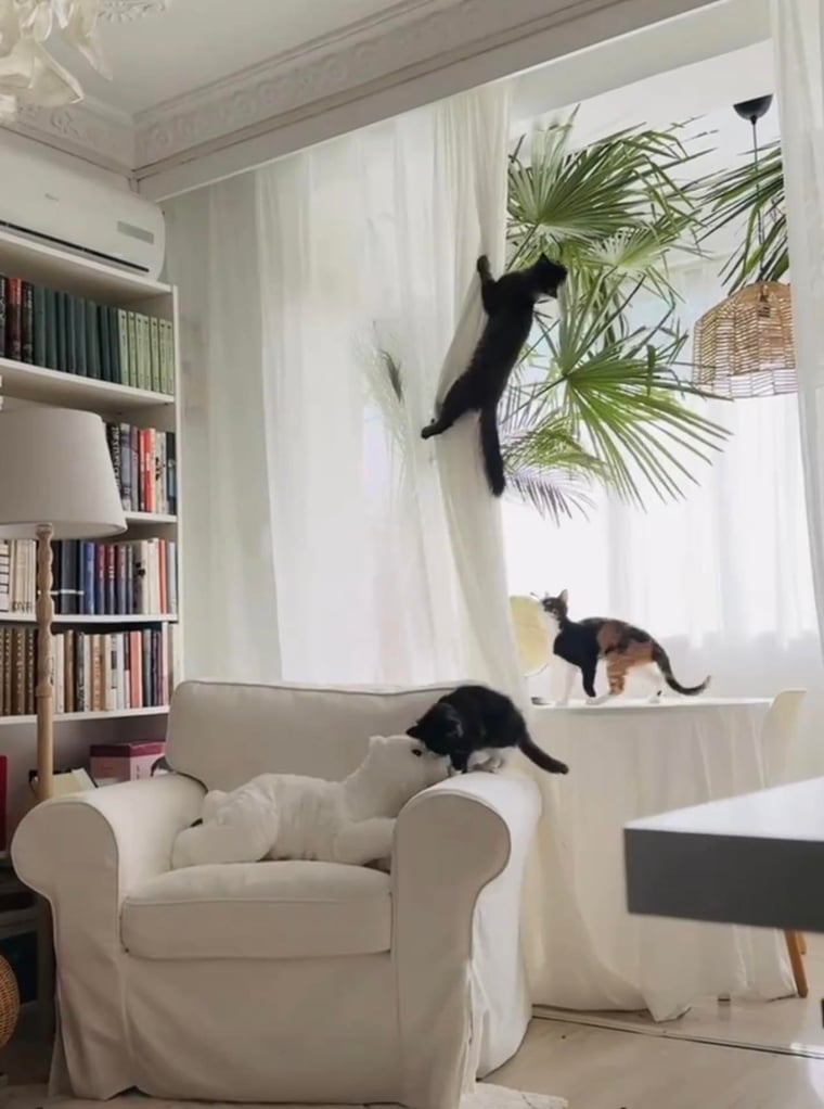 Three cats playing in a living room with an armchair, bookshelf, and large window with one of them climbing up the white sheer curtains.