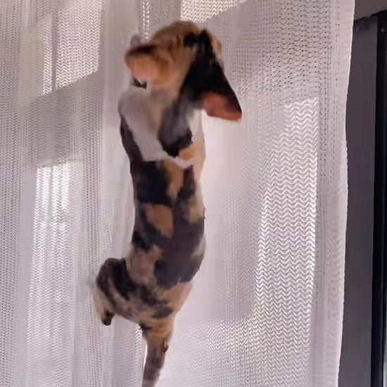 Cat Proof Sheer Curtain video demo - Cat climbing up and down without breaking the sheer curtains.