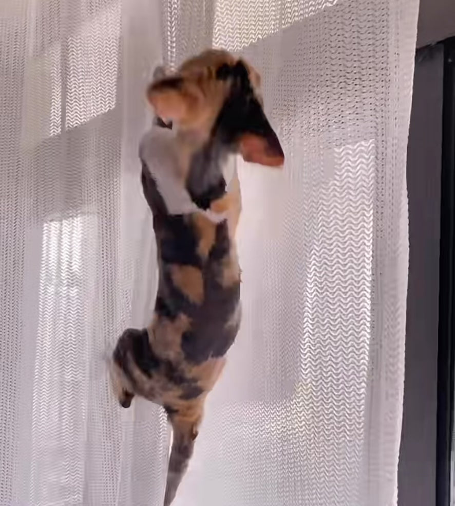 Cat Proof Sheer Curtain video demo - Cat climbing up and down without breaking the sheer curtains.