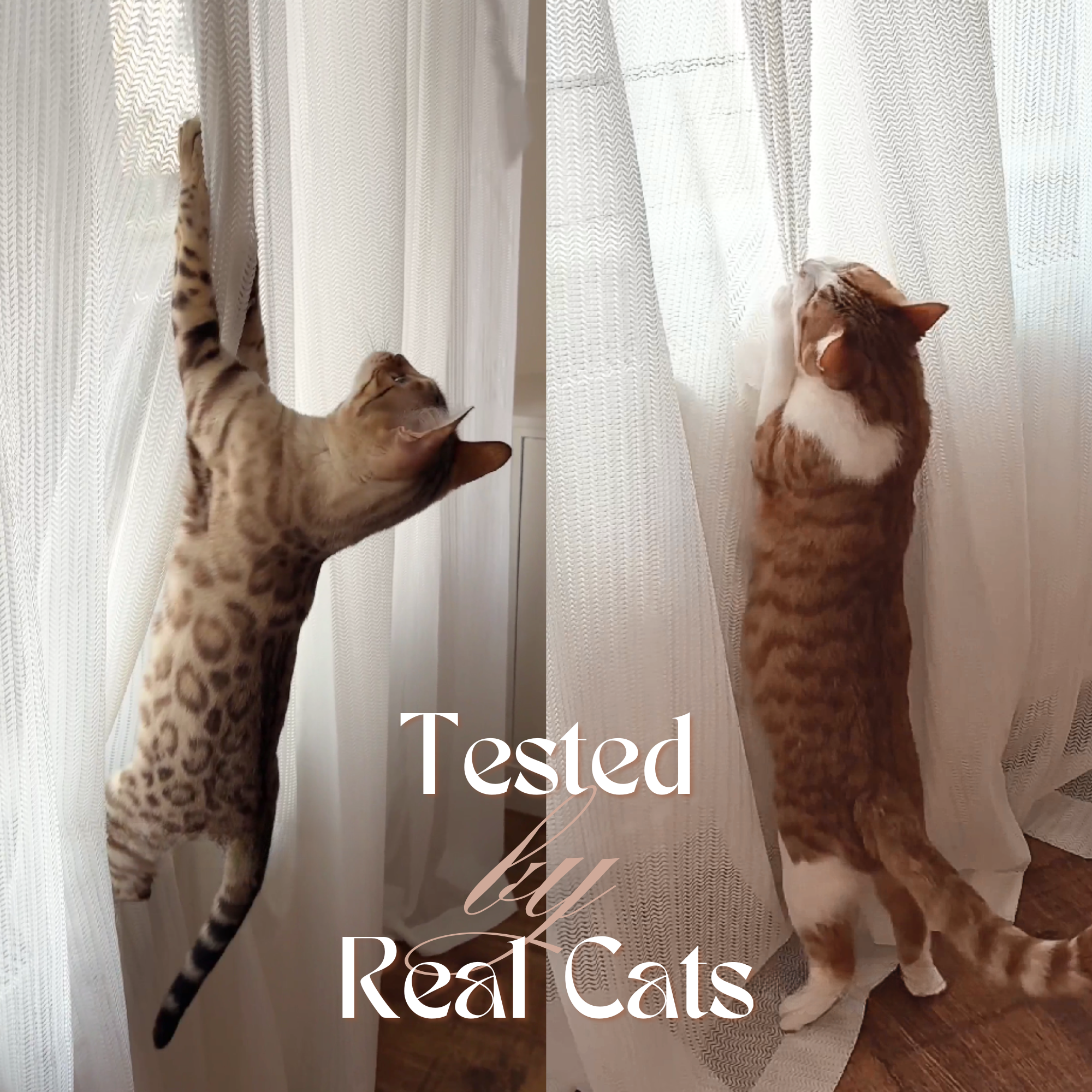 real scratch proof curtains tested by real cats